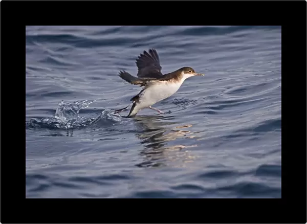 Manx Shearwater (Puffinus puffinus) adult, taking off from sea, St. Bride's Bay, off Skomer Island, Pembrokeshire, Wales, july