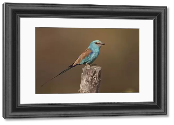 Abyssinian Roller (Coracias abyssinica) adult, perched on stump, Senegal, january