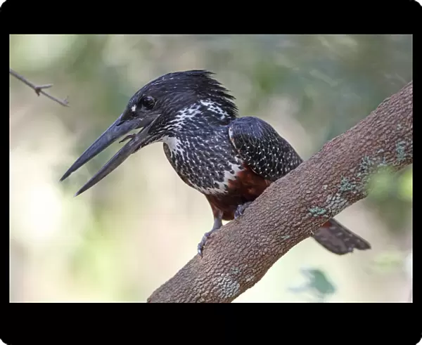 Giant Kingfisher (Megaceryle maxima) adult, with beak open, perched on branch, Gambia, january