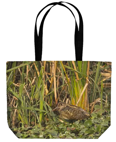 Greater Painted-snipe (Rostratula benghalensis) adult male, standing in wetland, India, february
