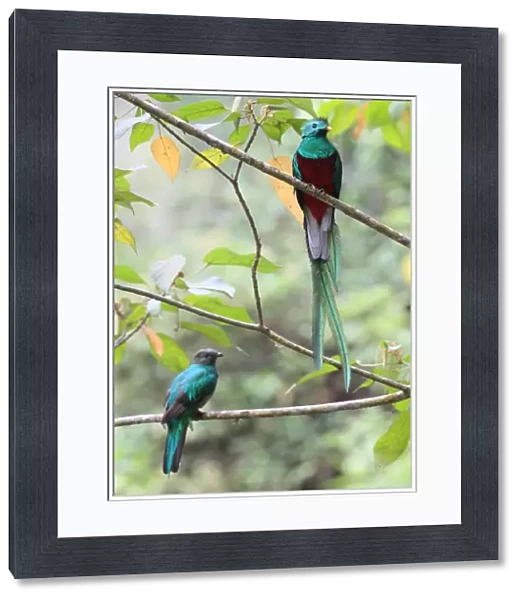Resplendent Quetzal (Pharomachrus mocinno) adult pair, perched on branches in tree, Costa Rica, february