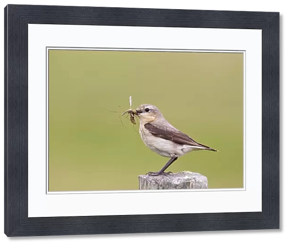 Northern Wheatear (Oenanthe oenanthe) adult female, with insects in beak, perched on post, Shetland Islands, Scotland, june