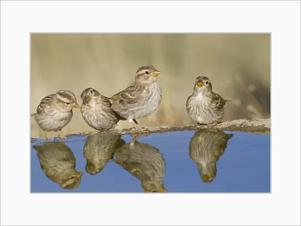 Rock Sparrow (Petronia petronia) four juveniles, drinking at pool, Northern Spain, july