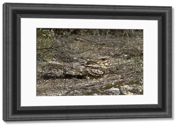 Red-necked Nightjar (Caprimulgus ruficollis) adult, sitting on nest, panting in heat, Extremadura, Spain, may