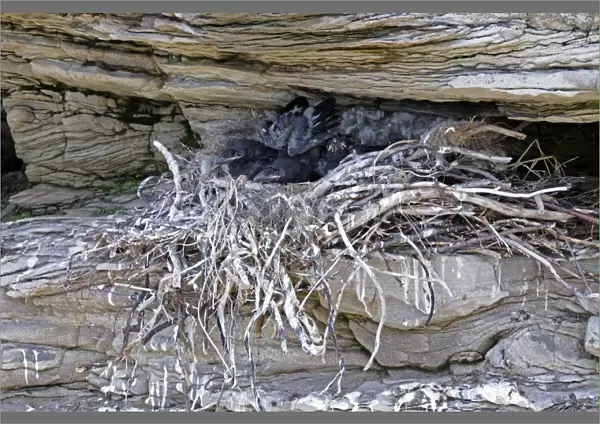 Common Raven (Corvus corax) chicks, in nest on rock face, Varanger, Norway, may
