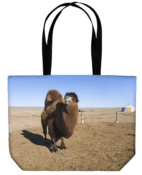 Domesticated Bactrian Camel (Camelus bactrianus) breeding male, standing in pen at nomads camp, Khongoryn Els Sand Dunes, Southern Gobi Desert, Mongolia, october