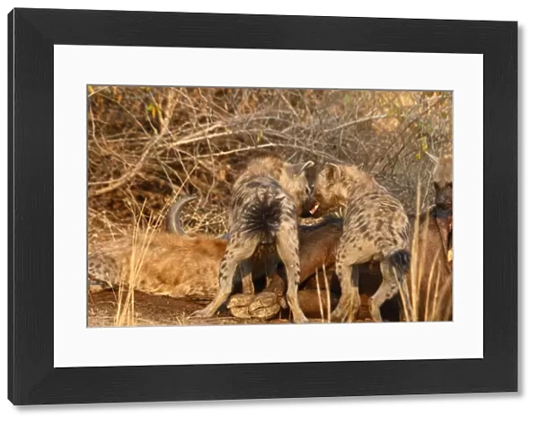 Spotted Hyena (Crocuta crocuta) adults, with tail spread as sign of intraspecific aggression, feeding at African Buffalo (Syncerus caffer) carcass, South Luangwa N. P. Zambia