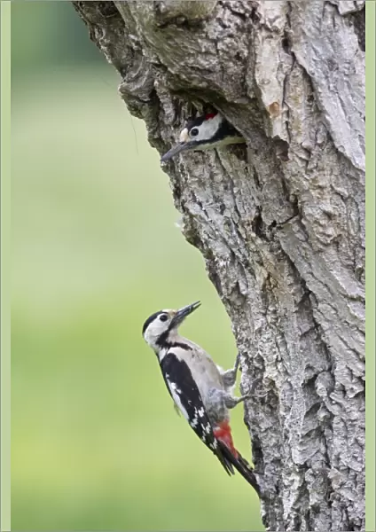 Syrian Woodpecker (Dendrocopos syriacus) adult pair, female with food in beak, male at nesthole entrance in tree trunk, Bulgaria, may