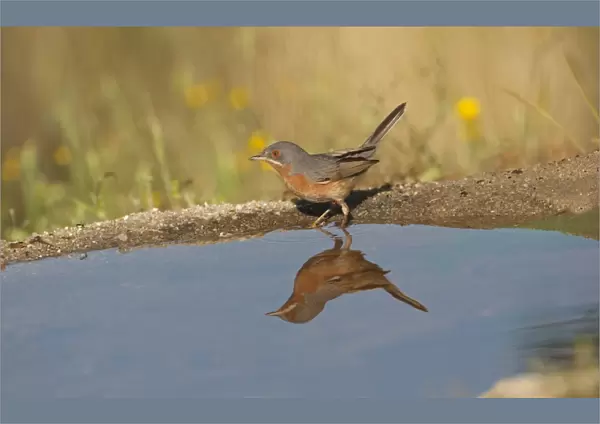 Subalpine Warbler (Sylvia cantillans) adult male, drinking at pool with reflection, Spain, may