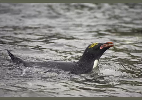Macaroni Penguin (Eudyptes chrysolophus) adult, swimming at sea, Royal Bay, South Georgia
