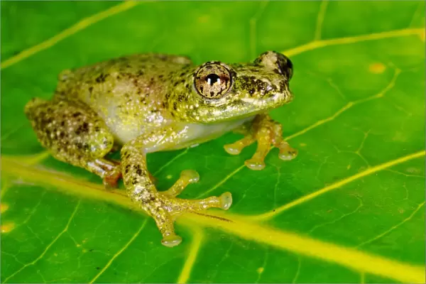 White-snouted Reed Frog (Hyperolius frontalis) adult, sitting on leaf in montane rainforest, Nyungwe Forest N. P. Rwanda