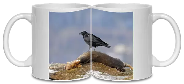 Common Raven (Corvus corax) adult, standing on Western Roe Deer (Capreolus capreolus) carcass, Norway, february