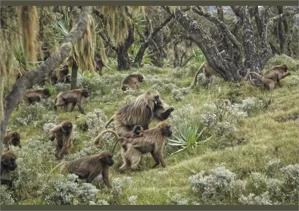 Gelada (Theropithecus gelada) adult male with females and young, leading troop through afro-alpine heathland habitat, Simien Mountains, Ethiopia