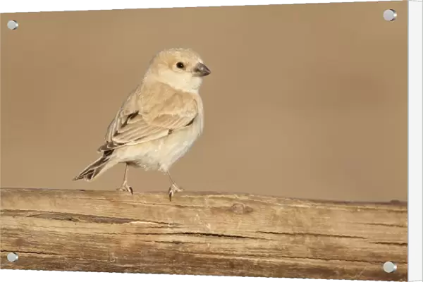 Desert Sparrow (Passer simplex) adult female, perched on wooden camel feeder, Erg Chebbi, Morocco, february