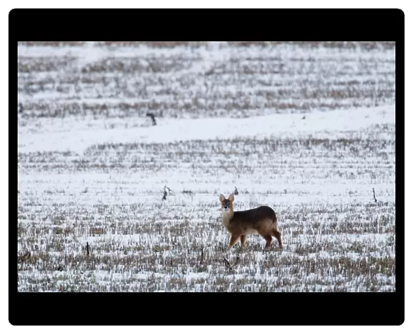 Chinese Water Deer (Hydropotes inermis) introduced species, adult, standing in snow covered stubble field, Norfolk, England, january