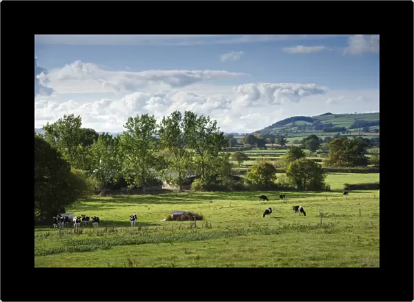Domestic Cattle, Holstein Friesian dairy cows, herd grazing in pasture, in rural landscape, Chirbury, Bucknell, Shropshire, England, october