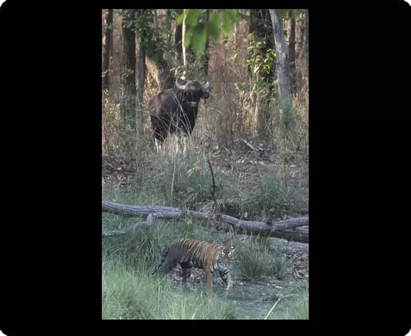Indian Tiger (Panthera tigris tigris) adult, walking in habitat with Gaur (Bos gaurus) in background, Kanha N. P. Madhya Pradesh, India