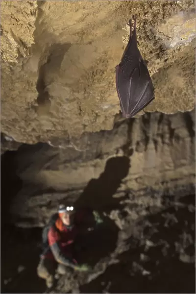 Lesser Horseshoe Bat (Rhinolophus hipposideros) adult, sleeping, roosting in cave habitat, with chiropterologist in background observing hibernation, Grotta delle Vene (Veins Cave), Ormea, Cuneo Province, Piedmont, Italy, winter