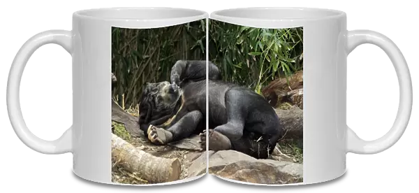 Malaysian Sun Bear (Helarctos malayanus malayanus) adult, resting on back (captive)