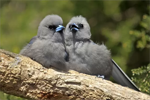 Black-faced Woodswallow (Artamus cinereus) two young, sitting together on branch, Outback, Northern Territory, Australia