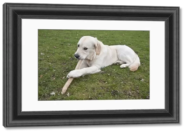 Domestic Dog, Golden Retriever, puppy, chewing stick in parkland, England, february