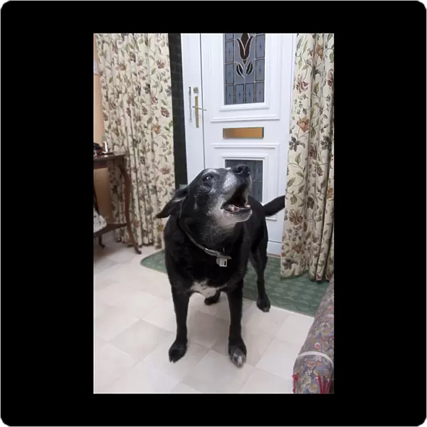 Domestic Dog, labrador cross mongrel, elderly adult, barking, standing in house beside door, England