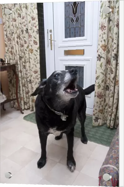 Domestic Dog, labrador cross mongrel, elderly adult, barking, standing in house beside door, England