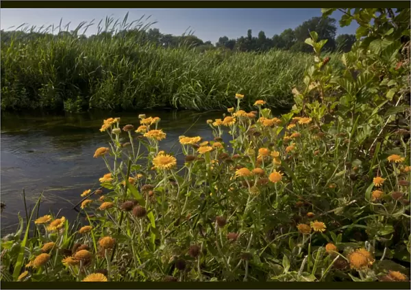 Common Fleabane (Pulicaria dysenterica) flowering, growing beside river, River Piddle, Wareham Common, Dorset, England