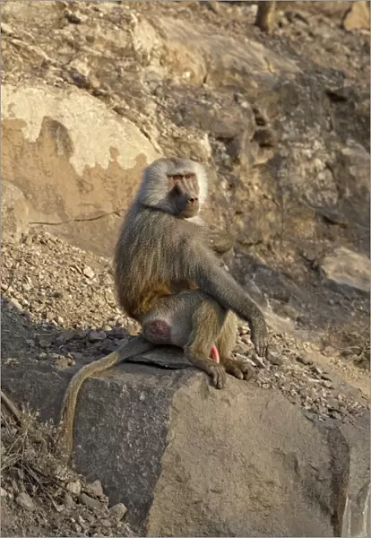 Hamadryas Baboon (Papio hamadryas) adult male, sitting on rock, near Bilen Hot Springs, Ethiopia