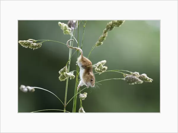 Harvest Mouse (Micromys minutus) adult, climbing on grass stems in nature reserve, Norfolk, England, june