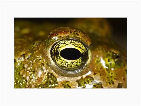 Natterjack Toad (Bufo calamita) adult, close-up of eye, Spain, june