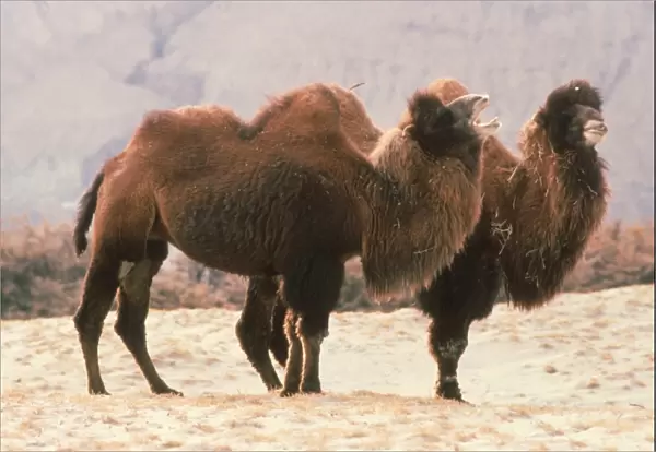 Bactrian Camel (Camelus bactrianus) two adults, winter coats, calling, Ladakh, Kashmir, India