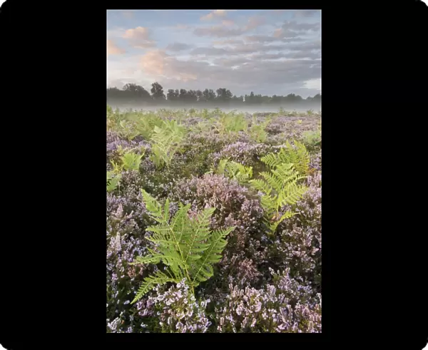 Bracken (Pteridium aquilinum) with Common Heather (Calluna vulgaris) flowering, growing on lowland heathland habitat at dawn, Hothfield Heathlands, Kent, England, august