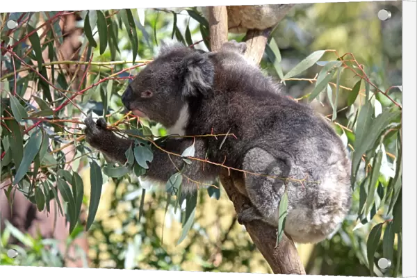 Koala (Phascolarctos cinereus) adult, feeding on eucalyptus leaves, South Australia, Australia