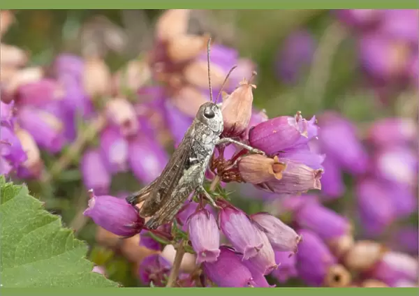 Mottled Grasshopper (Myrmeleotettix maculatus) adult, resting on flowering heather, England