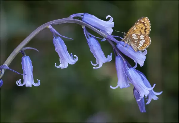 Duke of Burgundy (Hamearis lucina) adult, resting on Bluebell (Hyacinthoides non-scripta) flowers, England, april