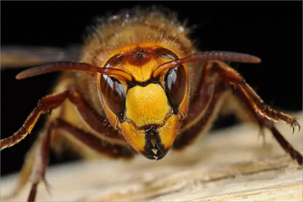 European Hornet (Vespa crabro) queen, close-up of head, Oxfordshire, England