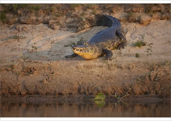 Paraguayan Caiman (Caiman yacare) adult, resting on riverbank in evening sunlight, Paraguay River, Pantanal, Mato Grosso, Brazil