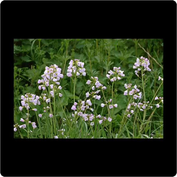 Lady's Smock (Cardamine pratensis) flowering, West Sussex, England, april
