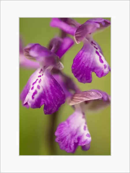 Green-winged Orchid (Orchis morio) close-up of flowers, Crowle, Lincolnshire, England, may