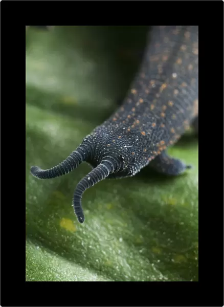 New Zealand Velvet-worm (Peripatoides novaezealandiae) adult, frontal view of eyes and antennae, New Zealand