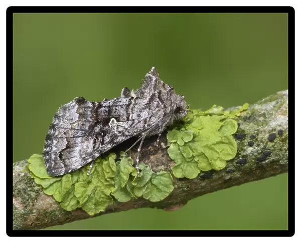 Scarce Silver Y (Syngrapha interrogationis) adult, resting on lichen covered twig, Cannobina Valley, Northern Italy, july
