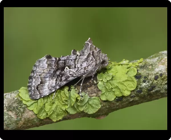 Scarce Silver Y (Syngrapha interrogationis) adult, resting on lichen covered twig, Cannobina Valley, Northern Italy, july