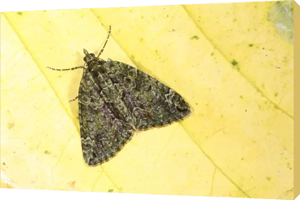 Red-green Carpet Moth (Chloroclysta siterata) adult, resting on autumn leaf, Powys, Wales, october