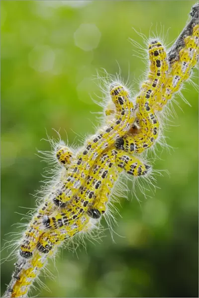 Buff-tip (Phalera bucephala) caterpillars, group on twig, Italy, august