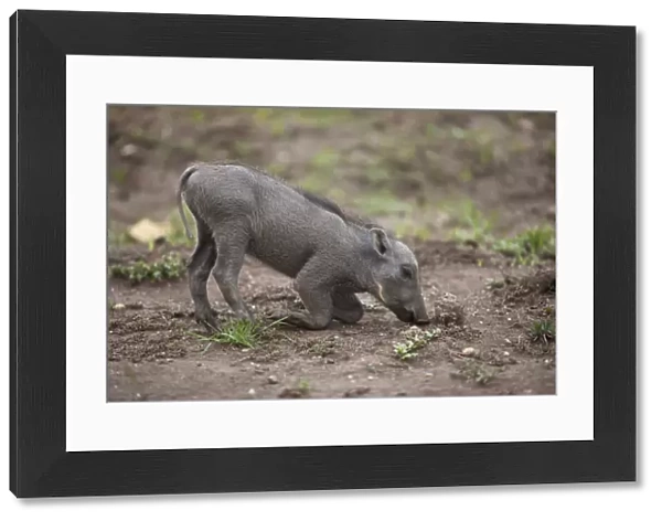 Common Warthog (Phacochoerus africanus) young, feeding, kneeling on ground, Queen Elizabeth N. P. Uganda