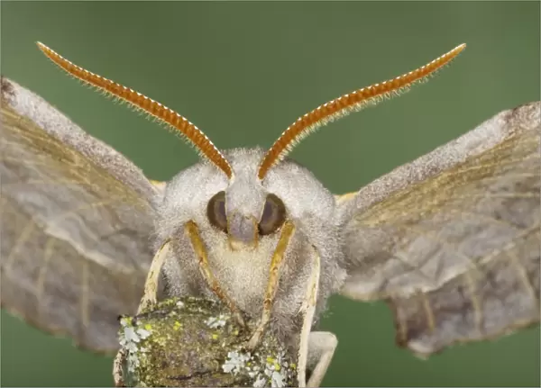 Poplar Hawkmoth (Laothoe populi) adult, close-up of head, Essex, England, july