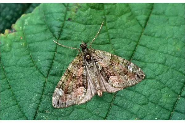 Red-Green Carpet Moth (Cloeoclysta siterata) On leaf - wings open - Mistley