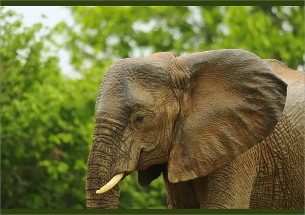 African Elephant (Loxodonta africana) adult female, close-up of head, with wet skin from rainfall, Ruaha N. P. Tanzania
