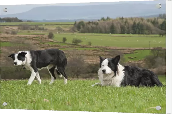 Domestic Dog, Border Collie sheepdog, adult and puppy, in pasture, Chipping, Preston, Lancashire, England, april